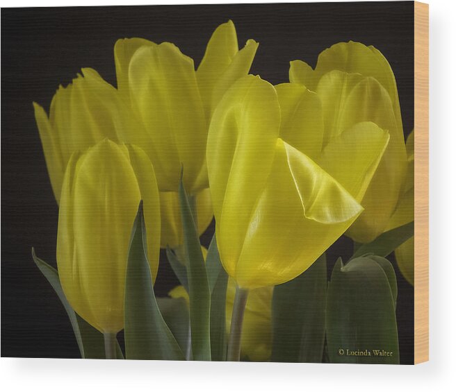 Tulips Wood Print featuring the photograph Yellow Silk by Lucinda Walter
