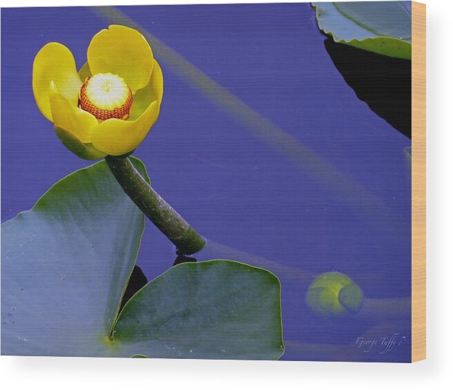 Water Lily Wood Print featuring the photograph Yellow water lily by George Tuffy
