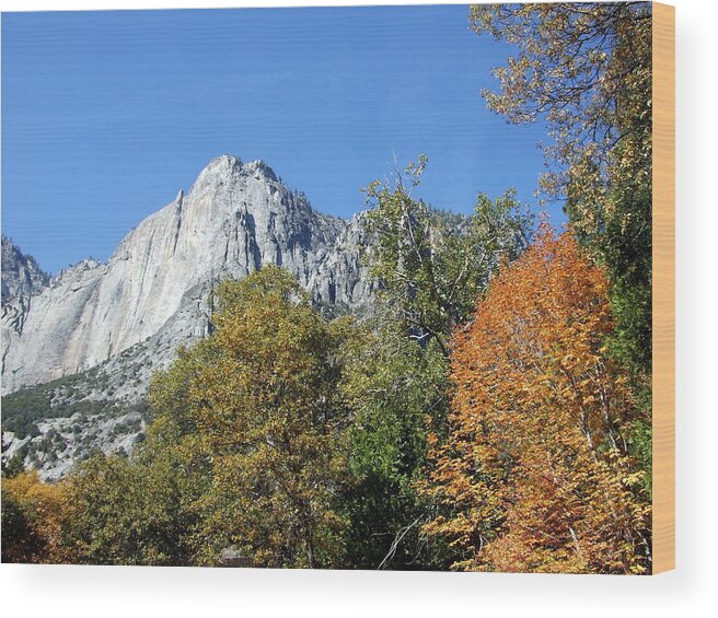 Half Wood Print featuring the photograph Yosemite Trees by Richard Reeve