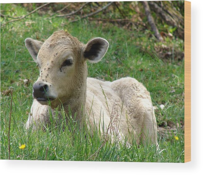 Calf Wood Print featuring the photograph Young Spring Calf by Cynthia Clark