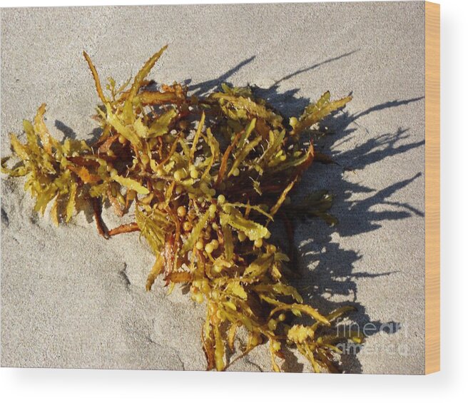 Seaweed Canvas Print Wood Print featuring the photograph Yum Seaweed by Jayne Kerr 