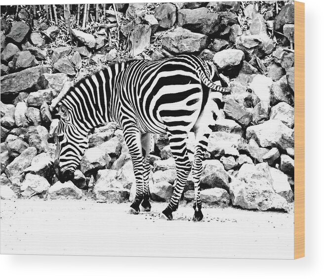Zebra Wood Print featuring the photograph Zebra by Lizi Beard-Ward