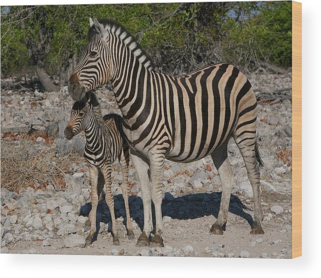 Zebra Wood Print featuring the photograph Zebra Mother And Baby by Bruce J Robinson