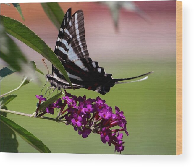 Butterfly Wood Print featuring the photograph Zebra Swallowtail Butterfly by Keith Stokes