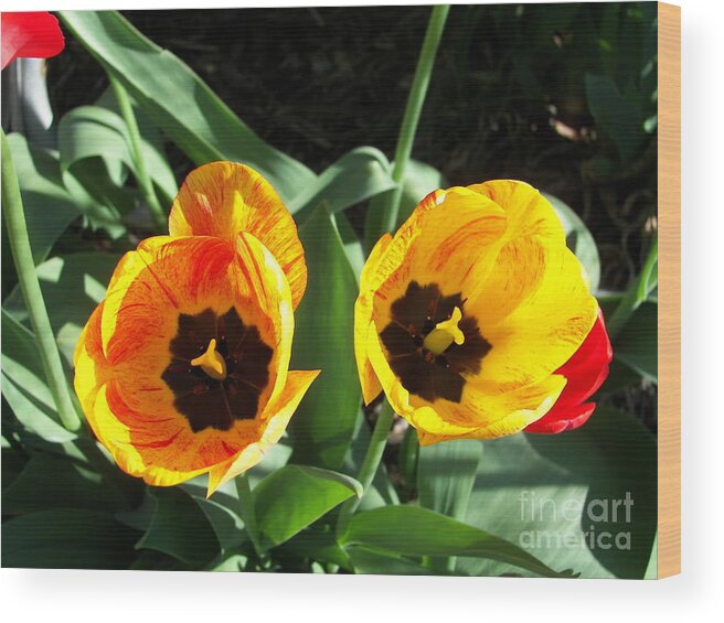 Tulips Wood Print featuring the photograph TwinTulips by Judy Via-Wolff