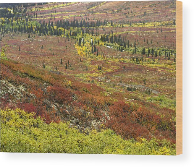 00176109 Wood Print featuring the photograph Autumn Tundra With Boreal Forest #1 by Tim Fitzharris