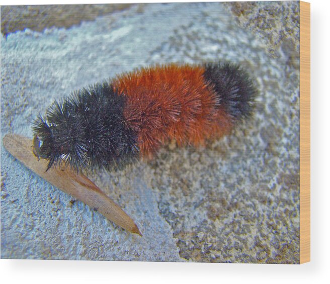 Caterpillar Wood Print featuring the photograph Banded Woolly Bear Caterpillar - Pyrrharctia isabella #1 by Carol Senske