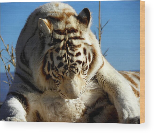 Bengal Wood Print featuring the photograph Bath Time #1 by Kim Galluzzo