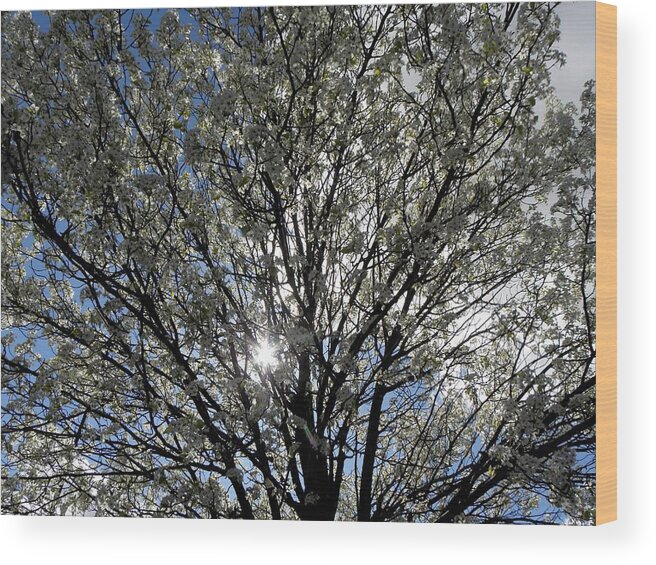 Cherry Blossom Wood Print featuring the photograph Cherry Blossoms by Kim Galluzzo Wozniak