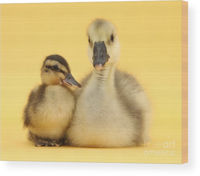 Nature Wood Print featuring the photograph Embden X Greylag Gosling And Mallard #1 by Mark Taylor