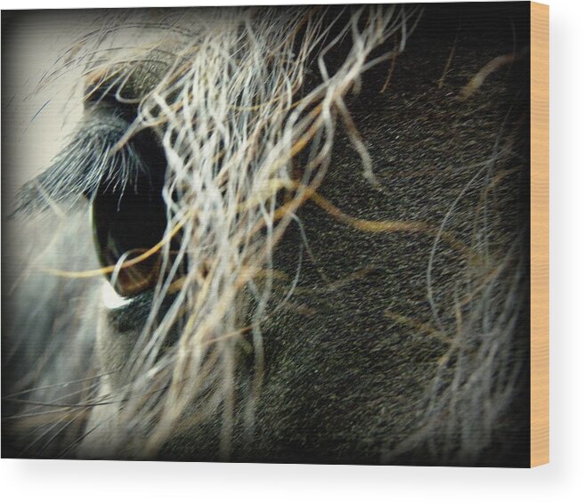 Friesian Horse Wood Print featuring the photograph Gracie #1 by Kim Galluzzo