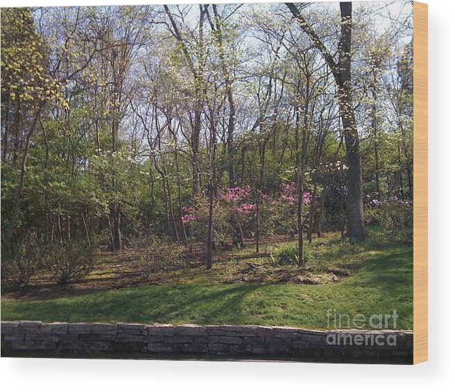 Springtime Wood Print featuring the photograph New Beginnings #1 by Barbara Plattenburg