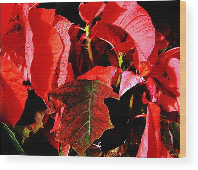 Flowers Wood Print featuring the photograph Poinsettias #1 by Cat Rondeau