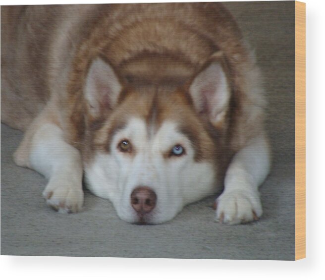 Siberian Husky Wood Print featuring the painting Rusty #1 by Judy Fischer Walton