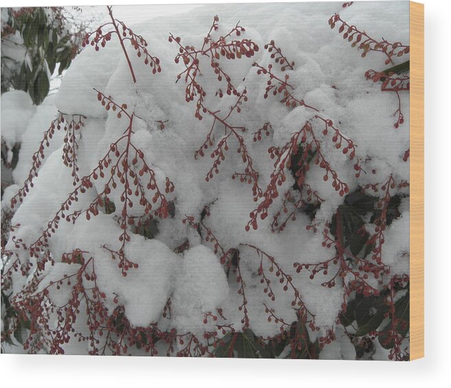 Snow Wood Print featuring the photograph Snow Covered by Kim Galluzzo Wozniak