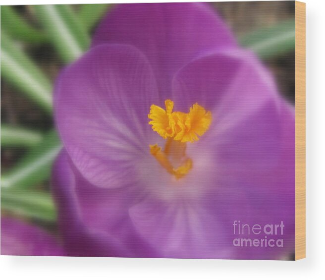 Flower Wood Print featuring the photograph Surprise by Tina Marie