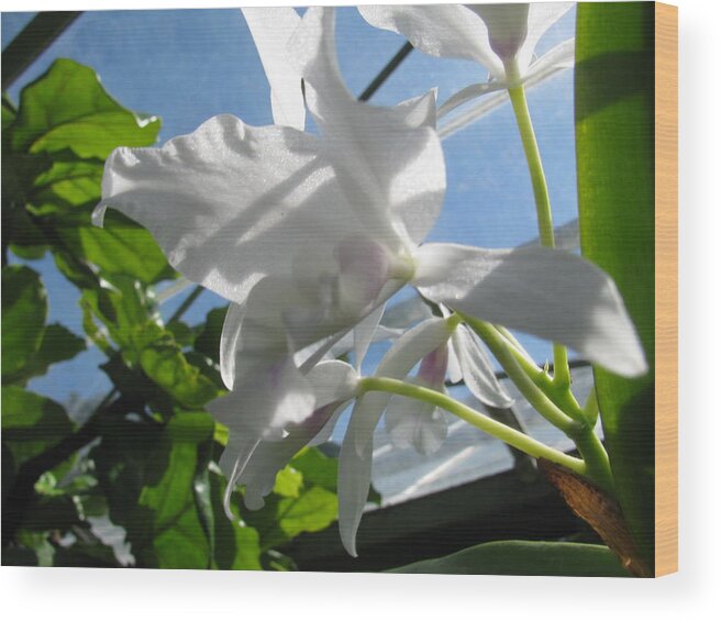 Catteya Wood Print featuring the photograph White Cattleya Orchid #1 by Alfred Ng