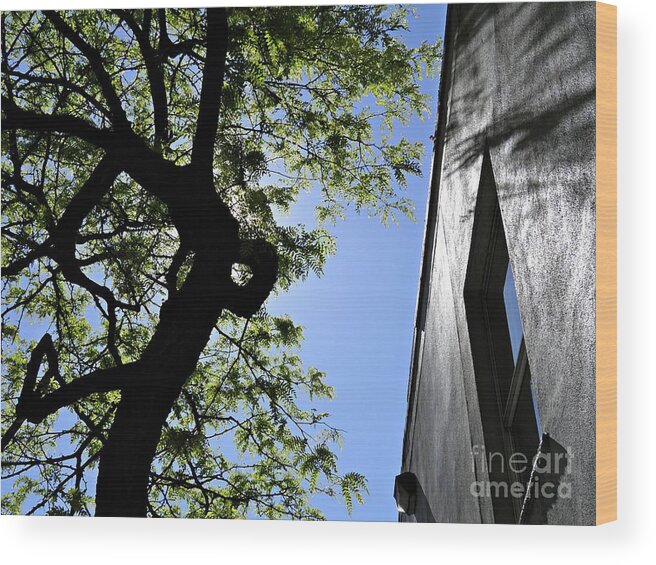 Tree Wood Print featuring the photograph Wall and Tree by Sarah Loft
