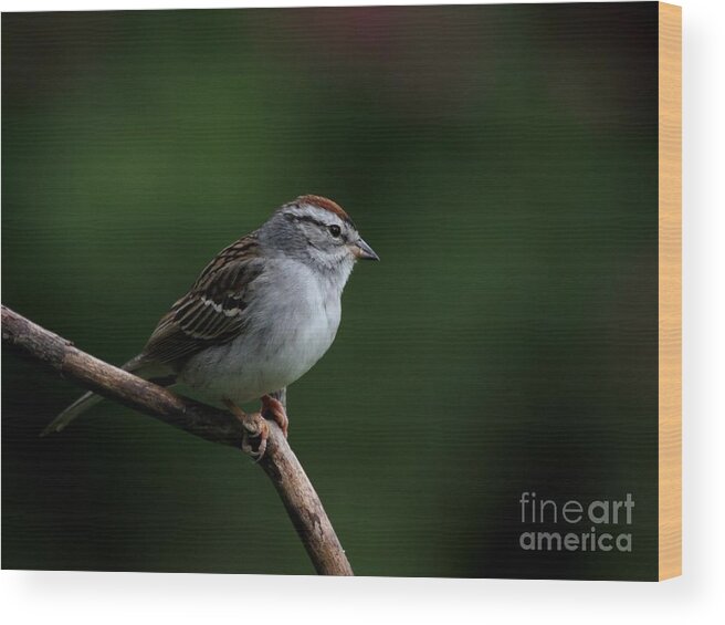 Nature Wood Print featuring the photograph Chipping Sparrow #31 by Jack R Brock