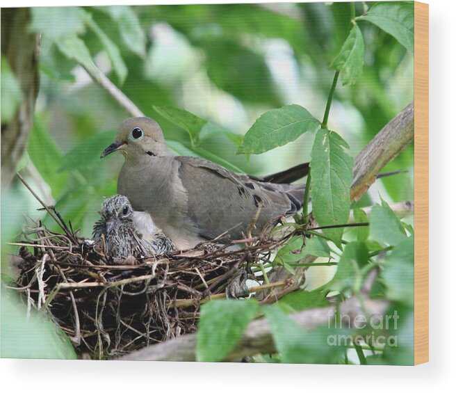 Nature Wood Print featuring the photograph Mourning Dove #8 by Jack R Brock