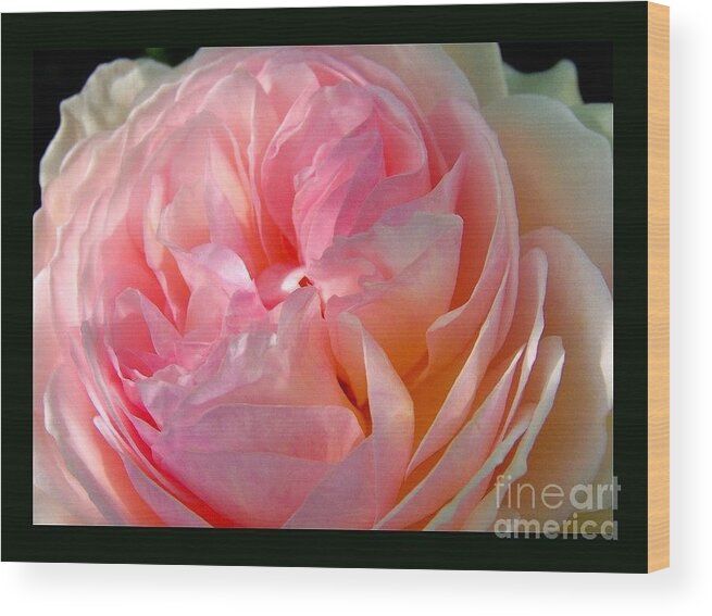Jardin Wood Print featuring the photograph Rose #8 by Sylvie Leandre