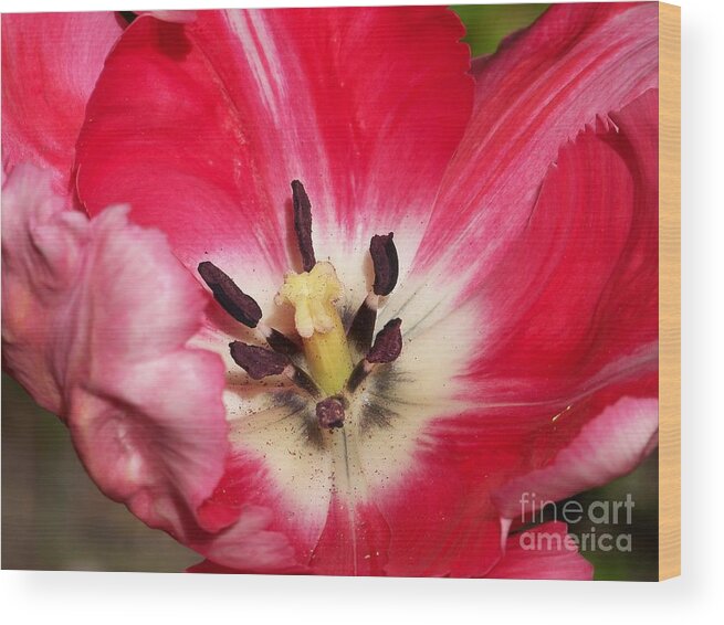 Tulipe Wood Print featuring the photograph Tulipe #4 by Sylvie Leandre