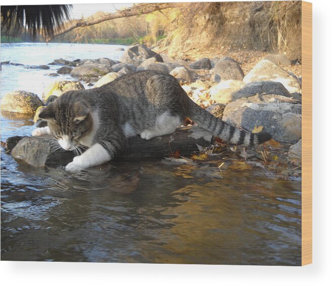 Cat Wood Print featuring the photograph A Cat Goes Fishing by Kent Lorentzen