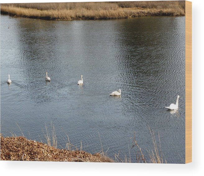 Swan Wood Print featuring the photograph A family swim by Kim Galluzzo