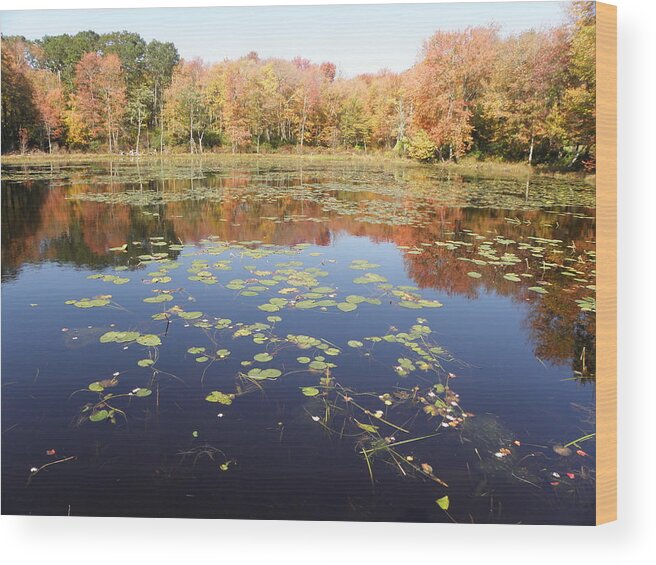 Pond Wood Print featuring the photograph A Pond Of Reflective Beauty by Kim Galluzzo