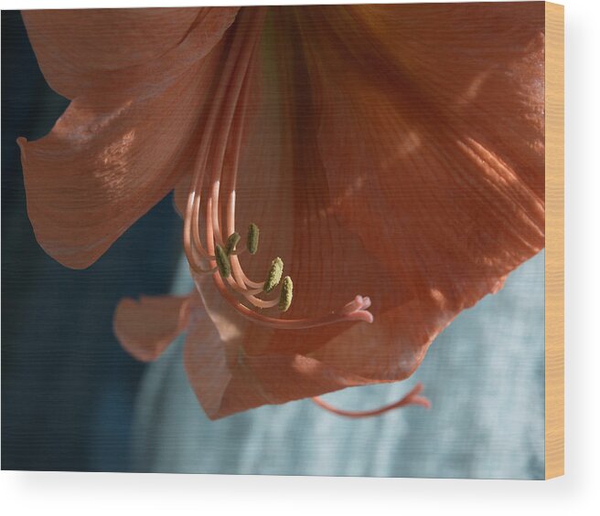 Amayrllis Wood Print featuring the photograph Amaryllis Up Close by Barry Doherty