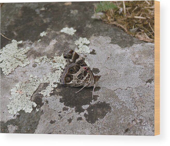 Butterfly Wood Print featuring the photograph American Beauty Butterfly on Rock by Azthet Photography