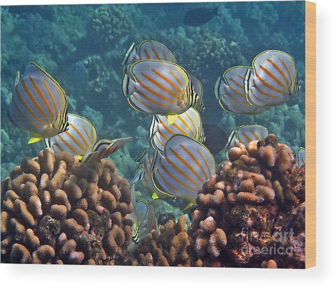 Tropical Reef Fish Wood Print featuring the photograph An Ornate School by Bette Phelan