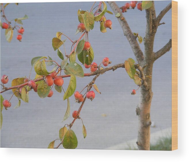 Landscape Wood Print featuring the photograph Apple tree by Bogdan Floridana Oana