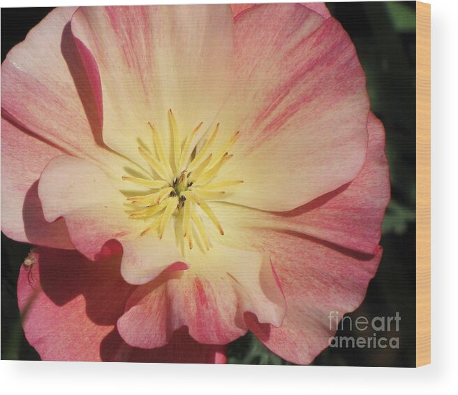 Eschscholzia Californica Wood Print featuring the photograph Appleblossom California Poppy by Michele Penner