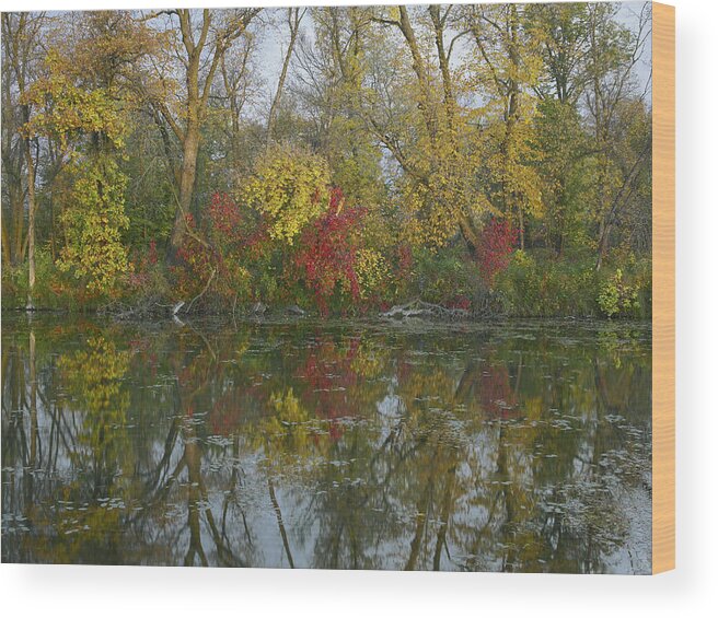 00442680 Wood Print featuring the photograph Autumn Reflection On Marshs Lake Spruce by Tim Fitzharris