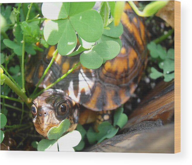 Turtle Wood Print featuring the photograph Baby Turtle by Kimberly Perry