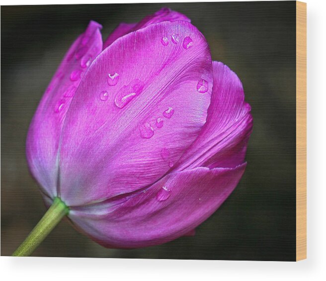 Flower Wood Print featuring the photograph Back end of a tulip by Jean Noren