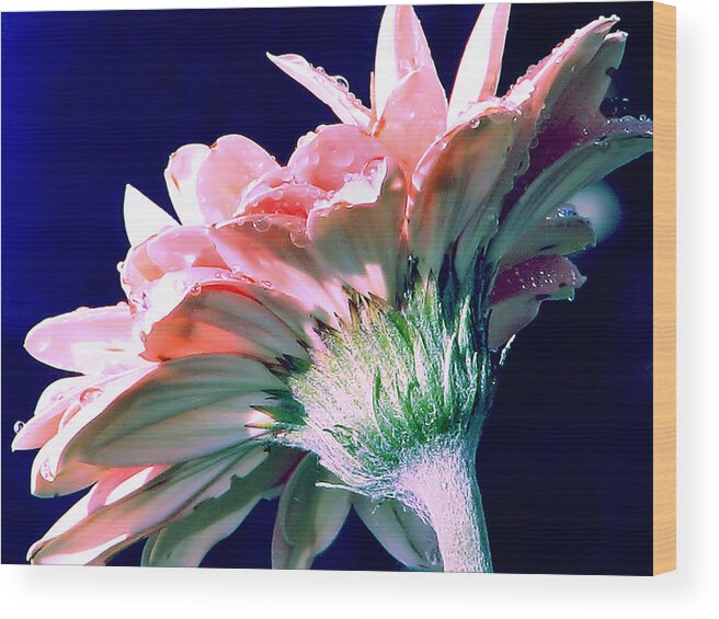 Gerbera Daisy Wood Print featuring the photograph Bathing In Moonlight by Rory Siegel