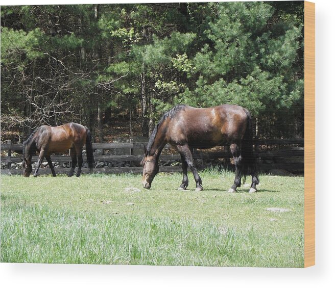 Horse Photography Wood Print featuring the photograph Beautiful Geldings Grazing by Kim Galluzzo Wozniak
