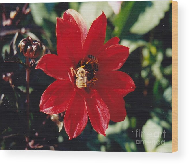 Red Dahlia Wood Print featuring the photograph Bee My Bud by Barbara Plattenburg