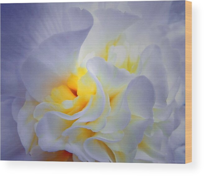 Begonia Wood Print featuring the photograph Begonia Shadows by Lianne Schneider