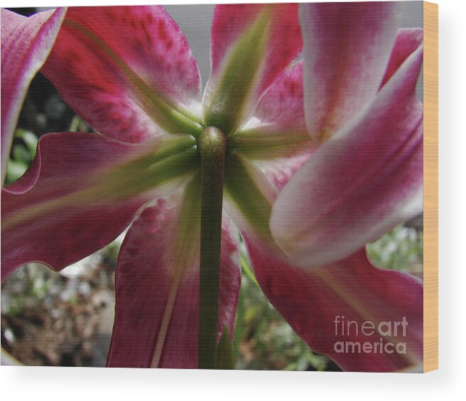 Flowers Wood Print featuring the photograph Behind the Garden by Mark Holbrook
