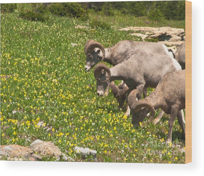 Big Horn Sheep Wood Print featuring the photograph Big Horn Sheep Feeding by Harry Strharsky