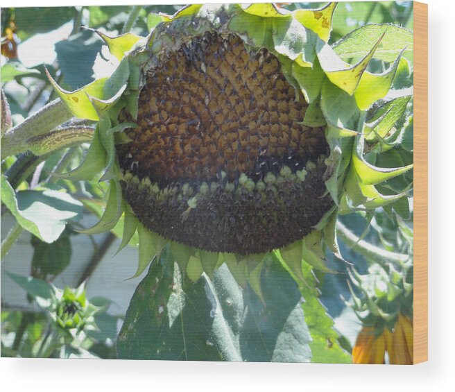 Sunflower Wood Print featuring the photograph Bird Seed by Shannon Grissom