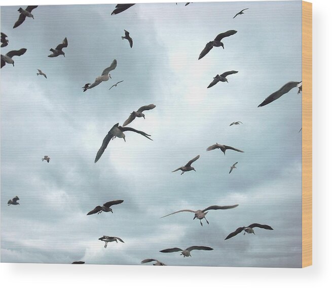 California Wood Print featuring the photograph Birds in Bodega Bay by Kelly Manning