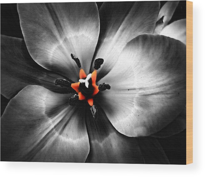 Black And White Wood Print featuring the photograph Black and White with a glow of color by Nick Kloepping