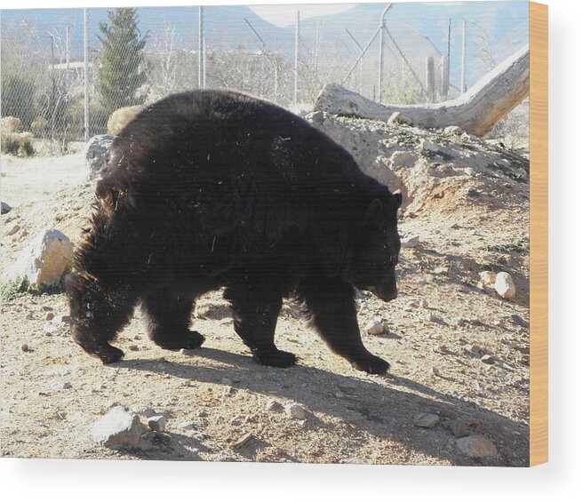 Black Wood Print featuring the photograph Black Bear by Kim Galluzzo