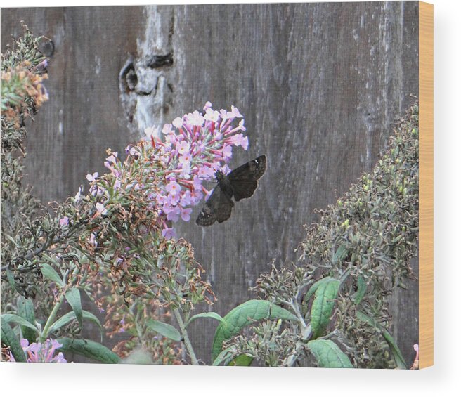 Insect Wood Print featuring the photograph Black Butterfly by Dark Whimsy