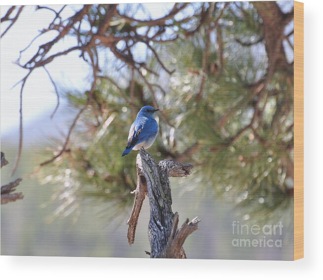 Birds Wood Print featuring the photograph Blue Boy by Dorrene BrownButterfield