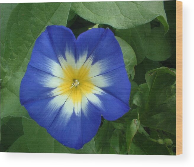 Flower Wood Print featuring the photograph Blue Burst by Bonfire Photography